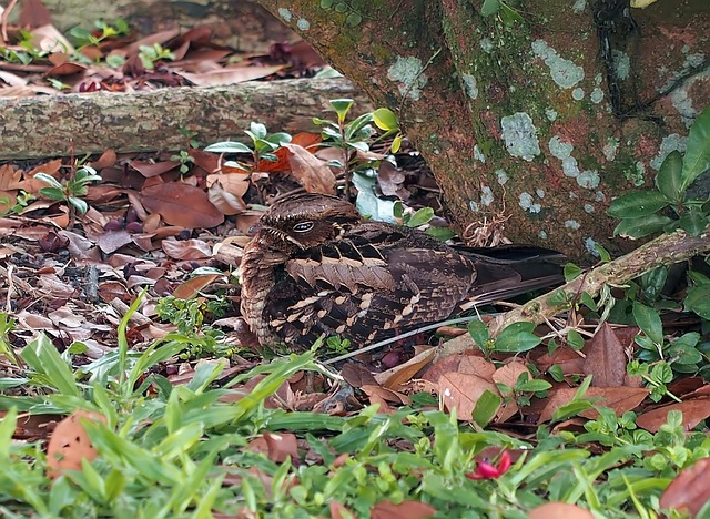 nesting ground
