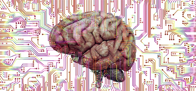 neuronal circuit