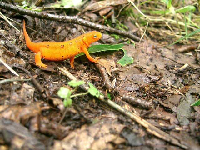newt