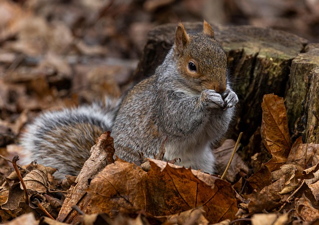 nibbling