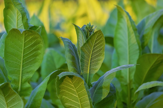 nicotiana tabacum