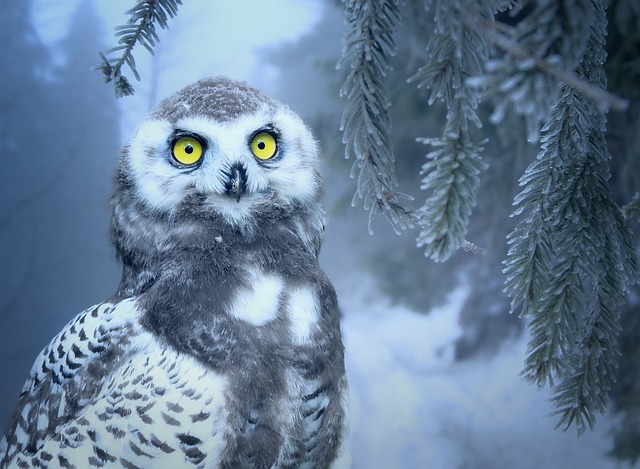 Night owl