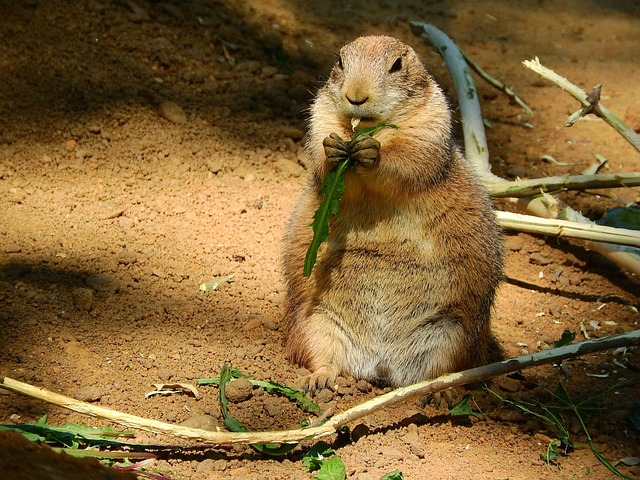 Hình ảnh minh họa ý nghĩa của từ nom de guerre