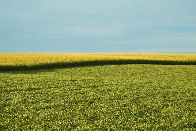 Hình ảnh minh họa ý nghĩa của từ non-gmo