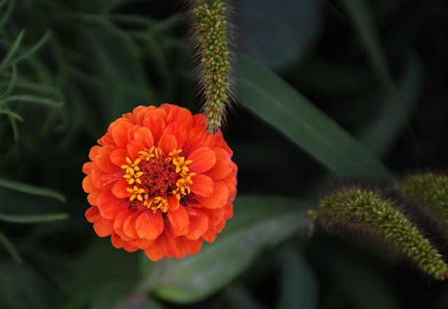 Hình ảnh minh họa ý nghĩa của từ nosegay