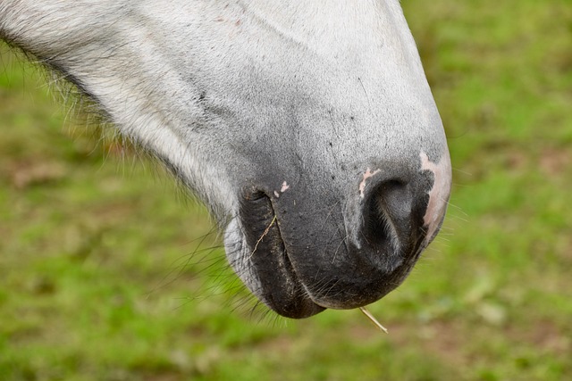 nostril