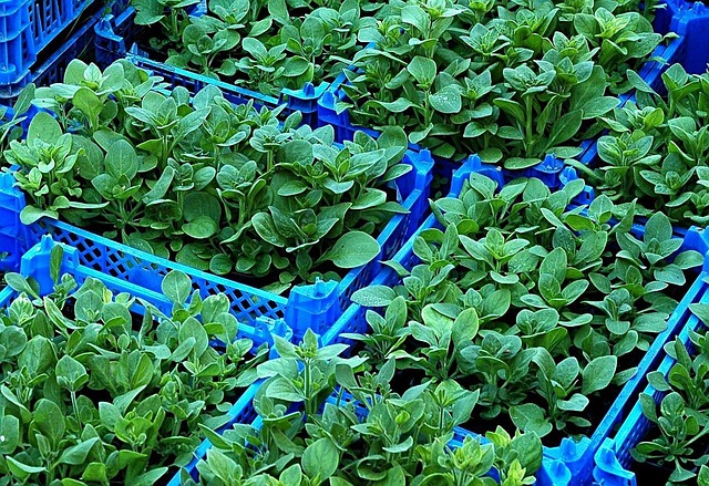nursery raising