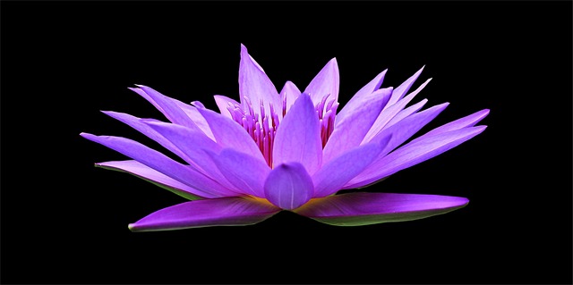 nymphaea