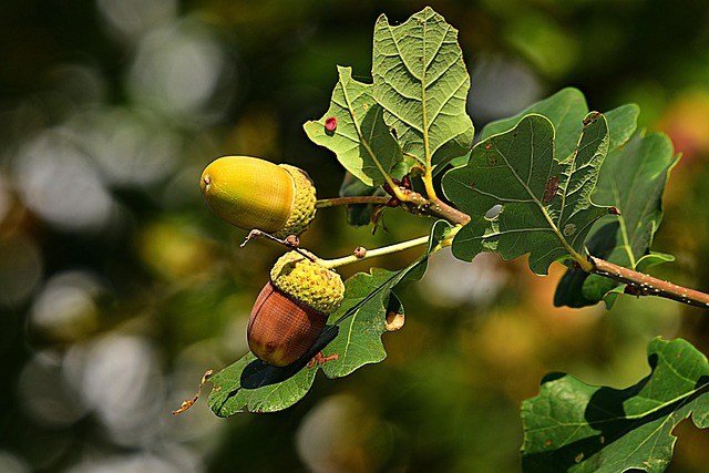 oak nut