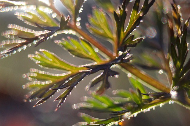 Hình ảnh minh họa ý nghĩa của từ oblong