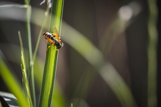 Hình ảnh minh họa ý nghĩa của từ obnoxiousness