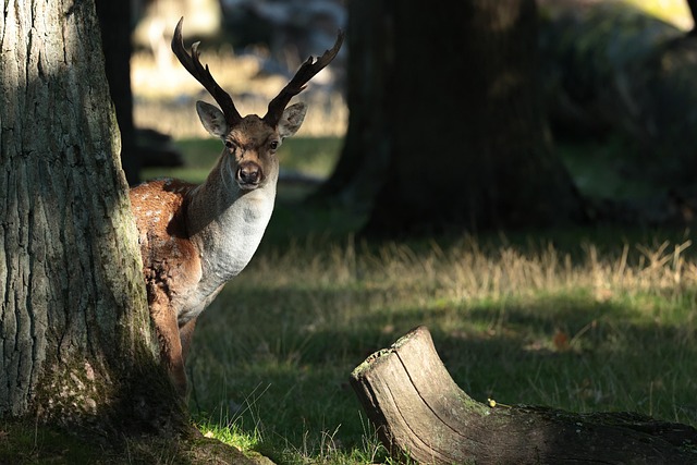 Hình ảnh minh họa ý nghĩa của từ observed