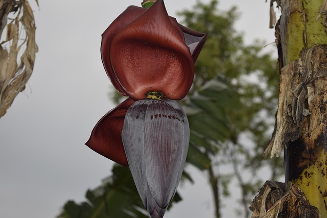 Hình ảnh minh họa ý nghĩa của từ obstinately