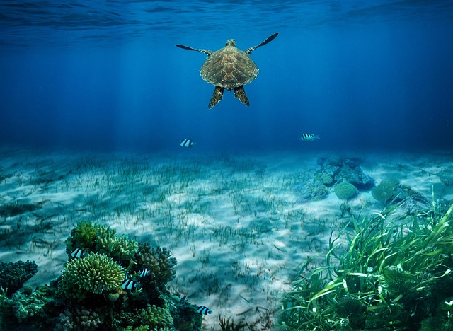 ocean ecosystem