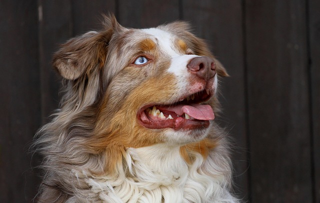 odin