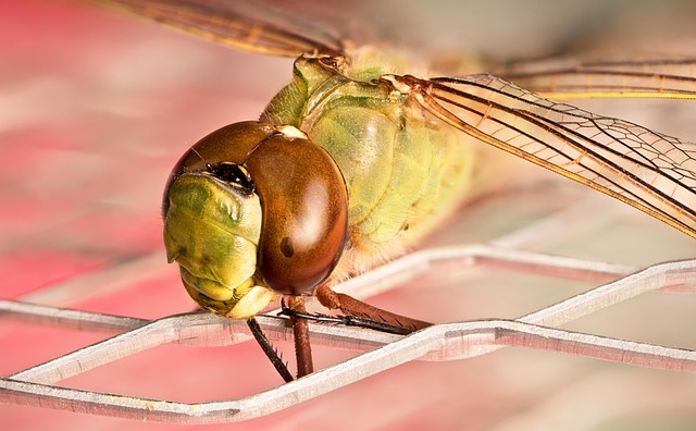 odonata