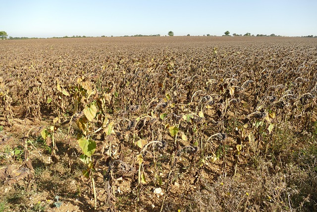 Hình ảnh minh họa ý nghĩa của từ oil finish