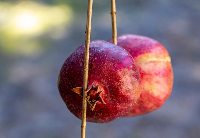 old fruit