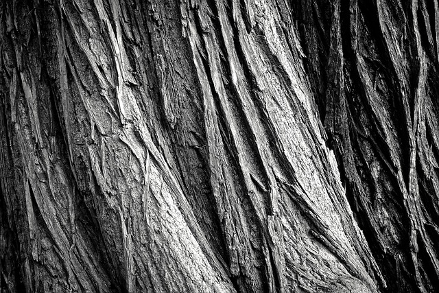 old tree
