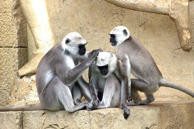 old world monkey
