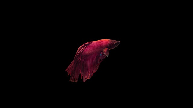 oled