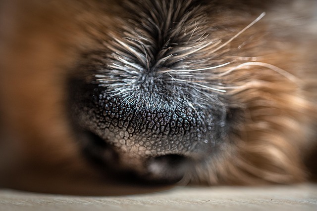 olfactory signaling