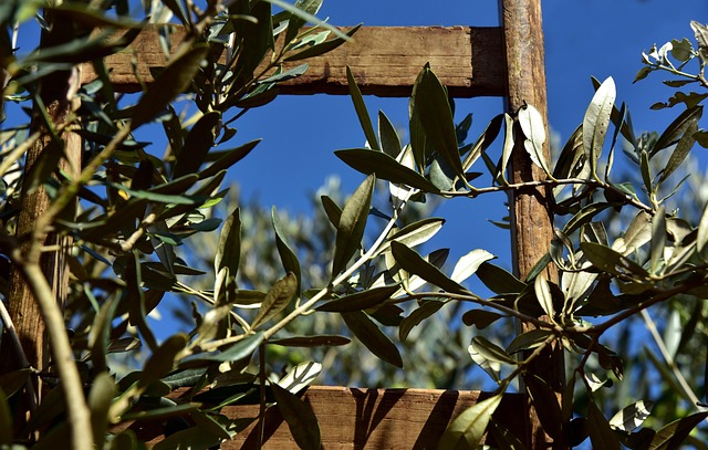 olive branch