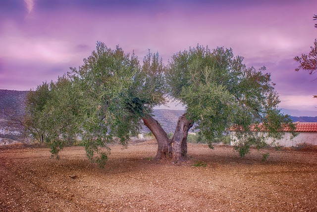 olive farm