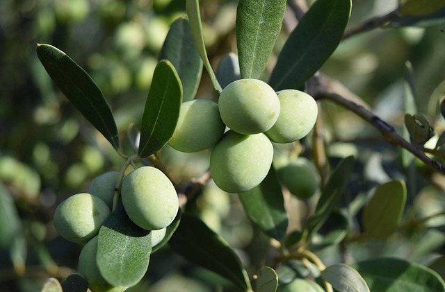 olive grove