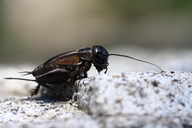omnivore insect