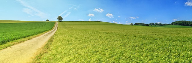 open field