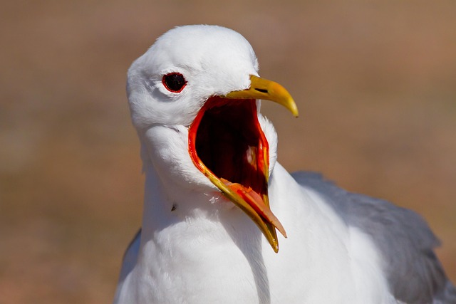 open nose
