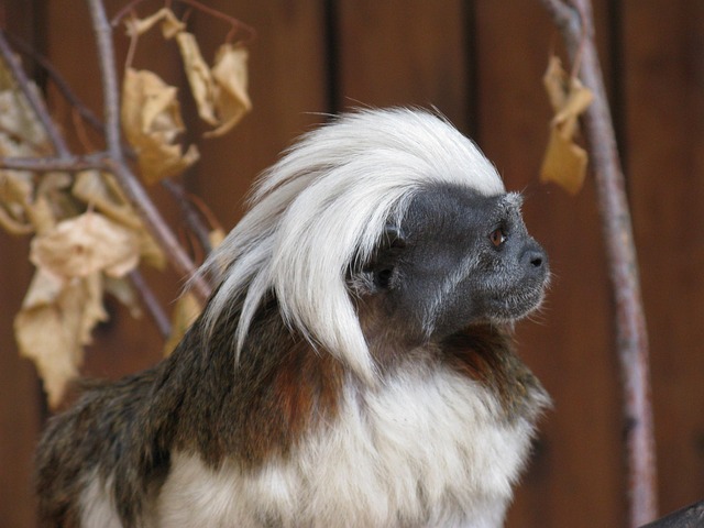 Hình ảnh minh họa ý nghĩa của từ opinion leader