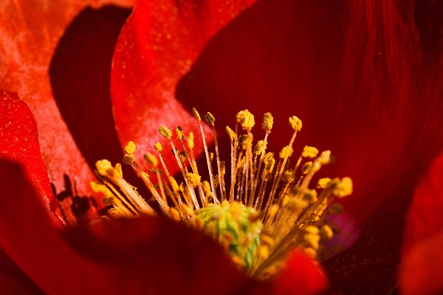 opium poppy