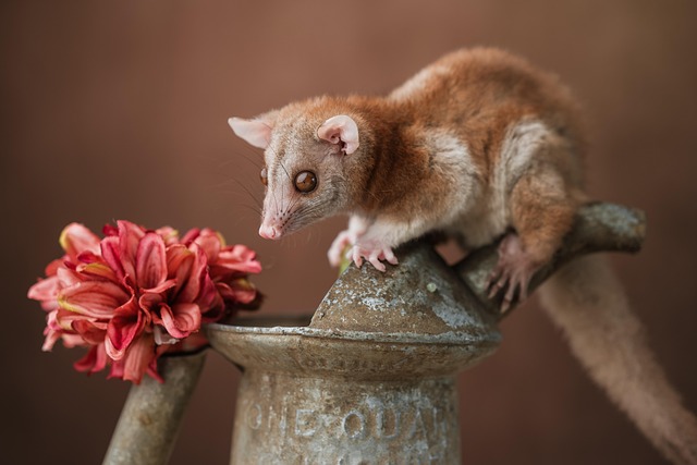 Opossum