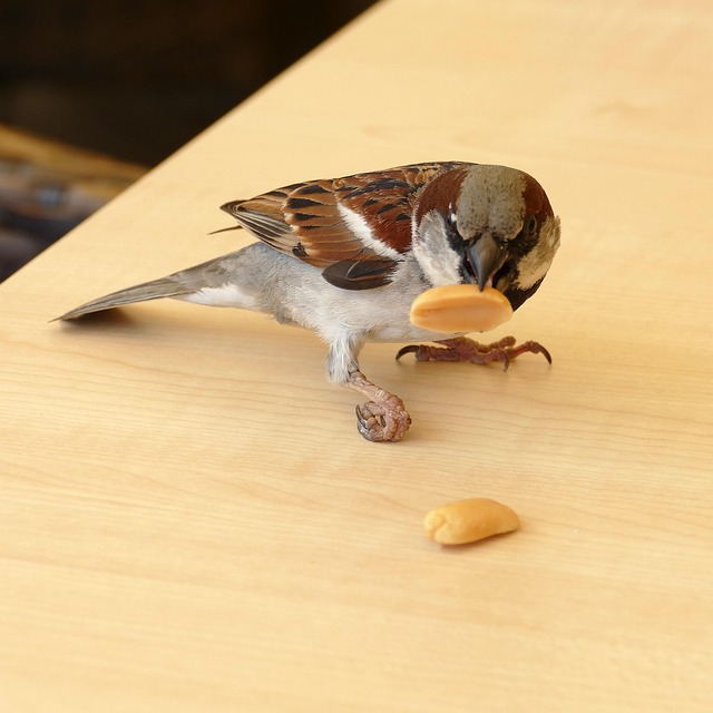 Hình ảnh minh họa ý nghĩa của từ opportunistic