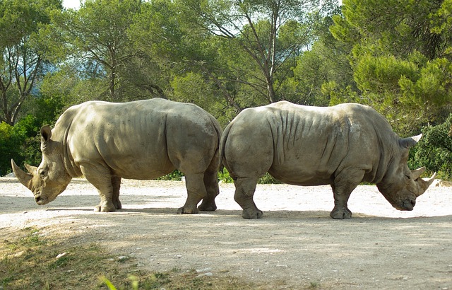 opposition party