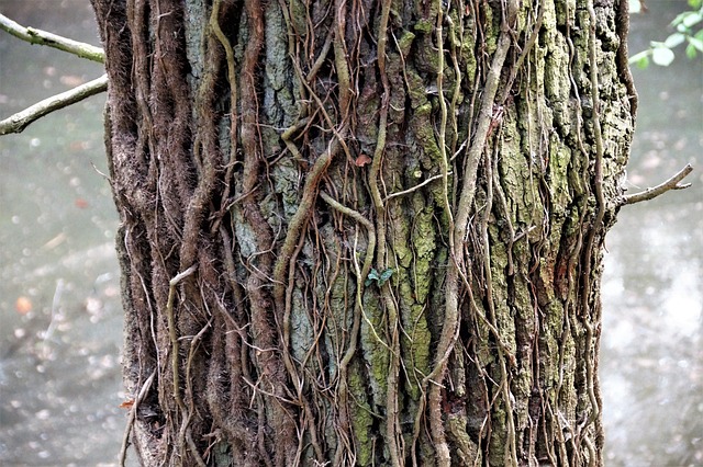 Hình ảnh minh họa ý nghĩa của từ oppressing