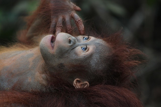 orangutan