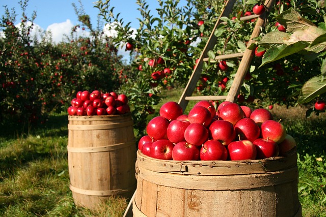 orcharding