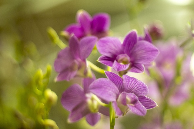 Hình ảnh minh họa ý nghĩa của từ orchid