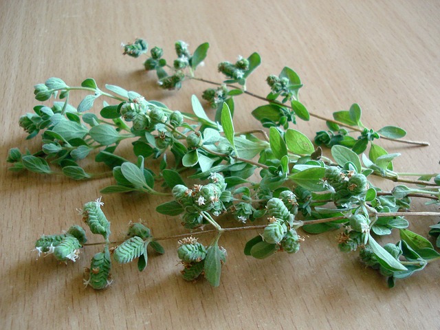 Hình ảnh minh họa ý nghĩa của từ oregano
