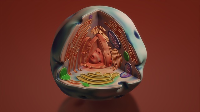 Hình ảnh minh họa ý nghĩa của từ organelles