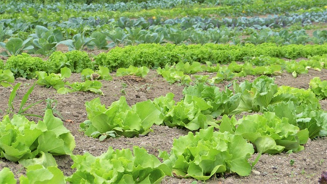 organic pesticides
