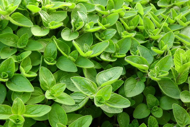 Hình ảnh minh họa ý nghĩa của từ origanum majorana