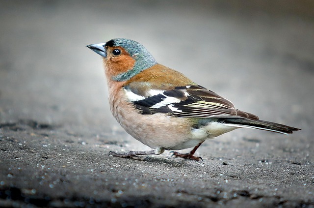 ornithologist