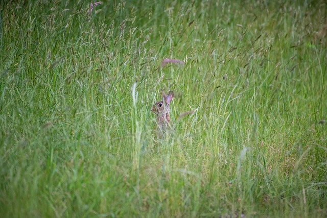 Hình ảnh minh họa ý nghĩa của từ oryctolagus cuniculus
