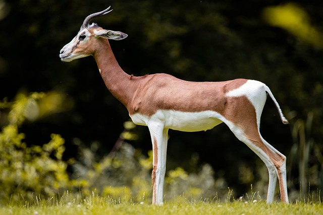 oryx