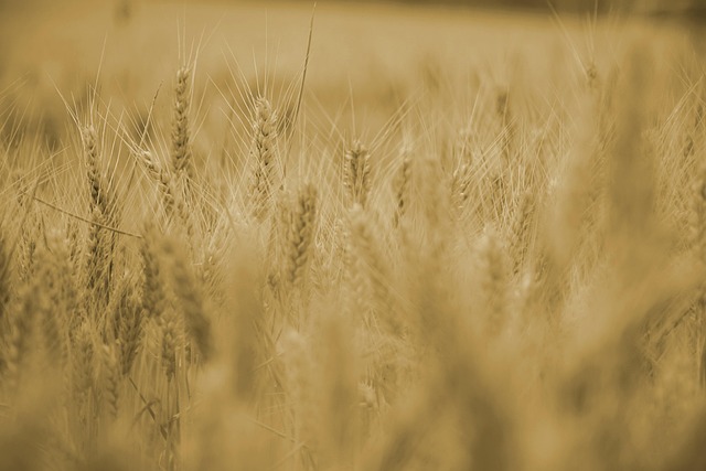 outdoor farming