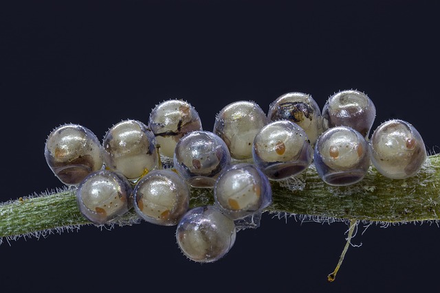 Hình ảnh minh họa ý nghĩa của từ ova